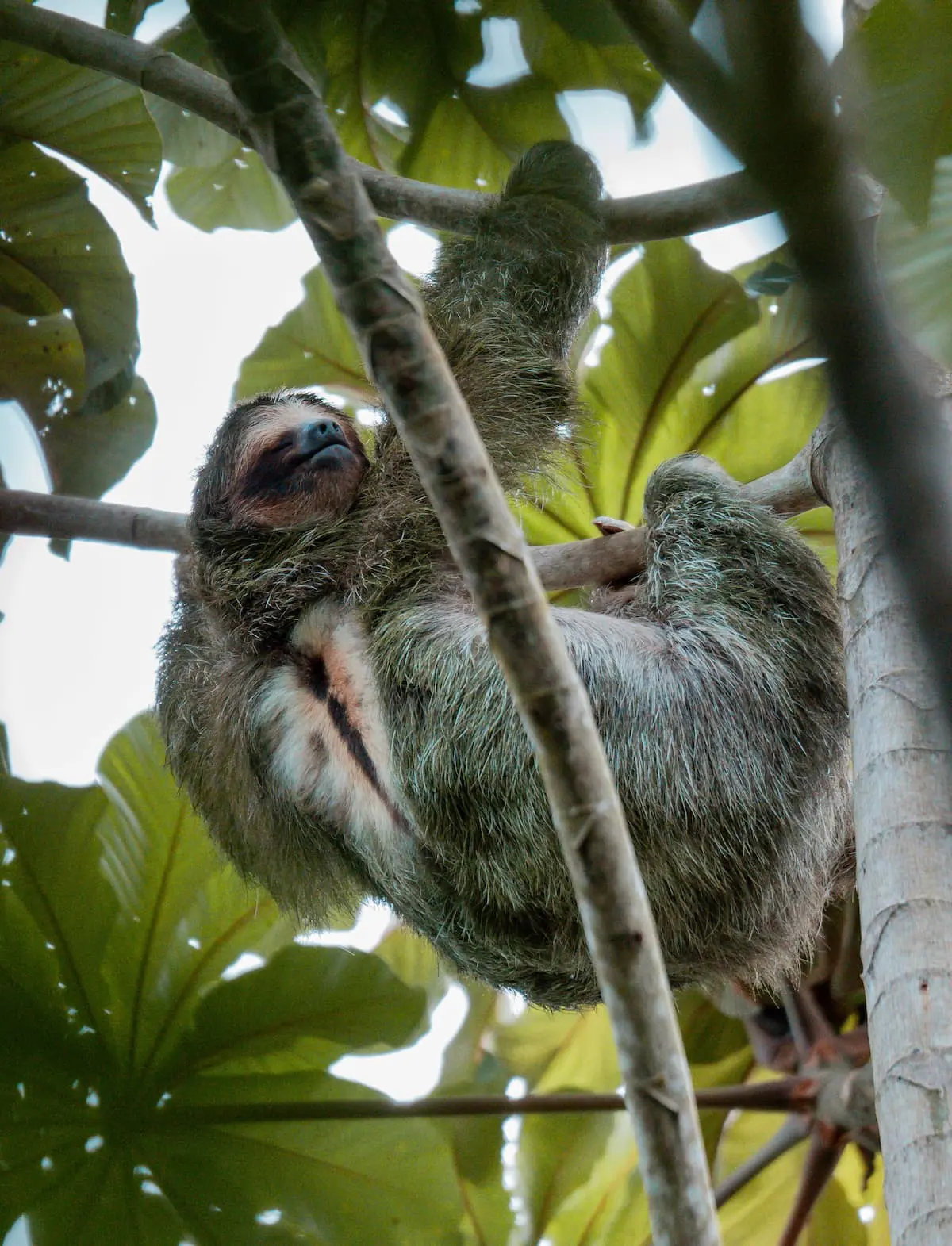 Wilde dieren Luiaard Costa Rica