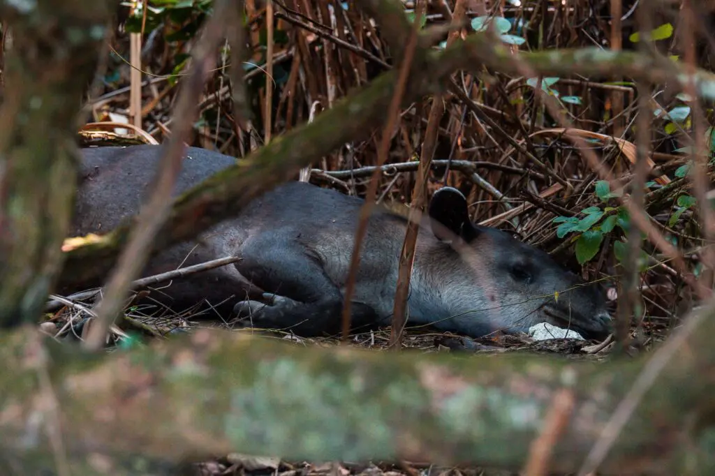 Costa Rica roadtrip - twee weken tour Costa Rica - Costa Rica Nomads