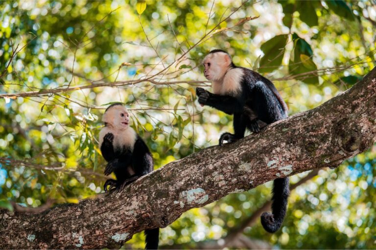 Costa Rica Nomads - Roadtrip Costa Rica - Rondreis Costa Rica - 4x4 Costa Rica - Autoreis Costa Rica - Twee weken Costa Rica