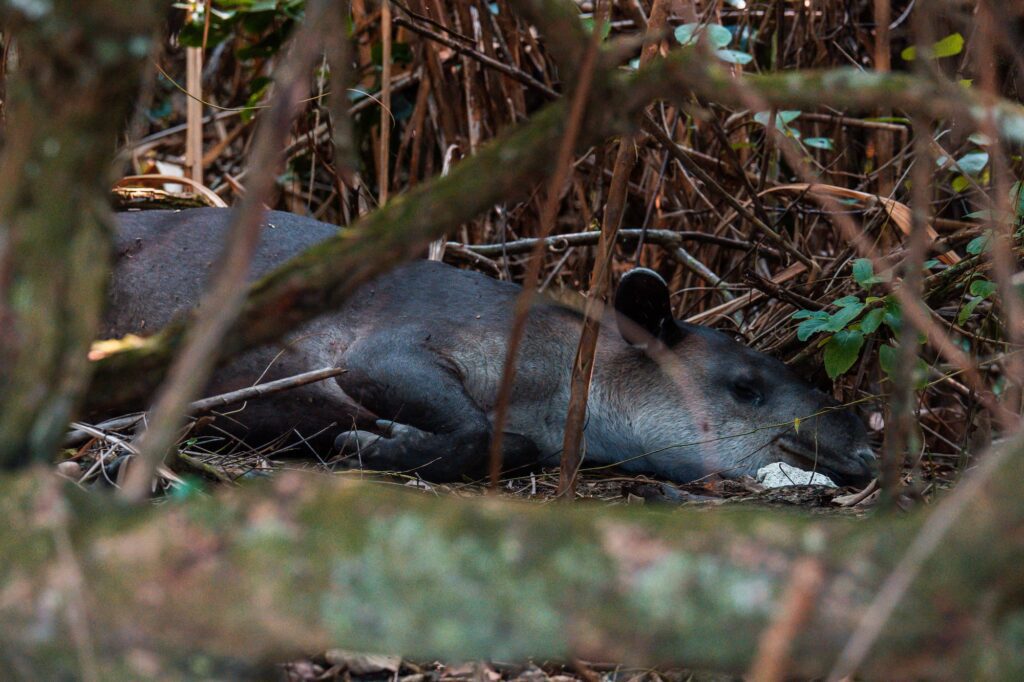 Costa Rica roadtrip - twee weken tour Costa Rica - Costa Rica Nomads