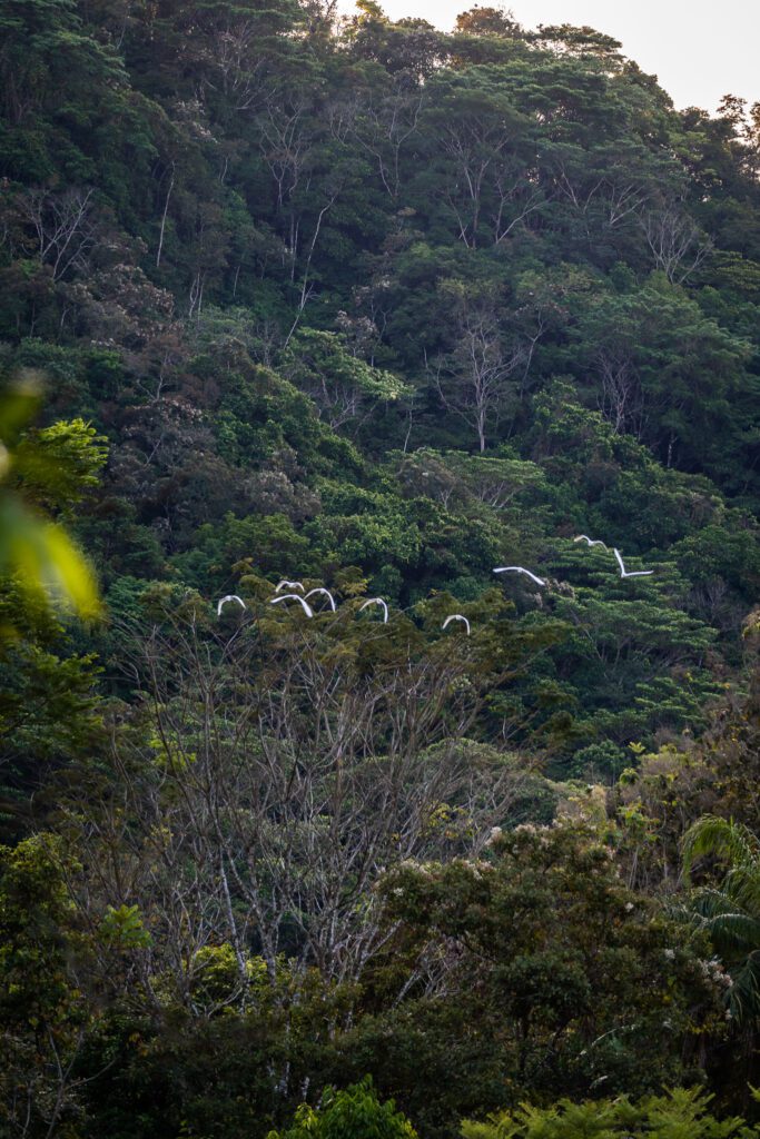 Costa Rica roadtrip - twee weken tour Costa Rica - Costa Rica Nomads