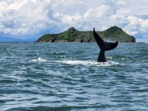 costa rica nomads
